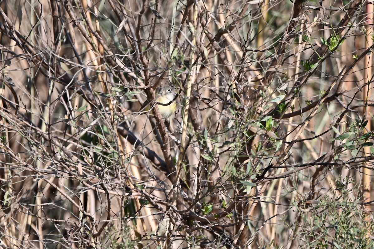 Bell's Vireo - ML650091489