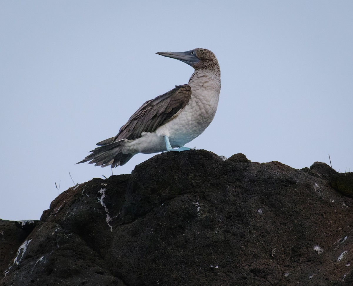 Сула блакитнонога - ML650091569