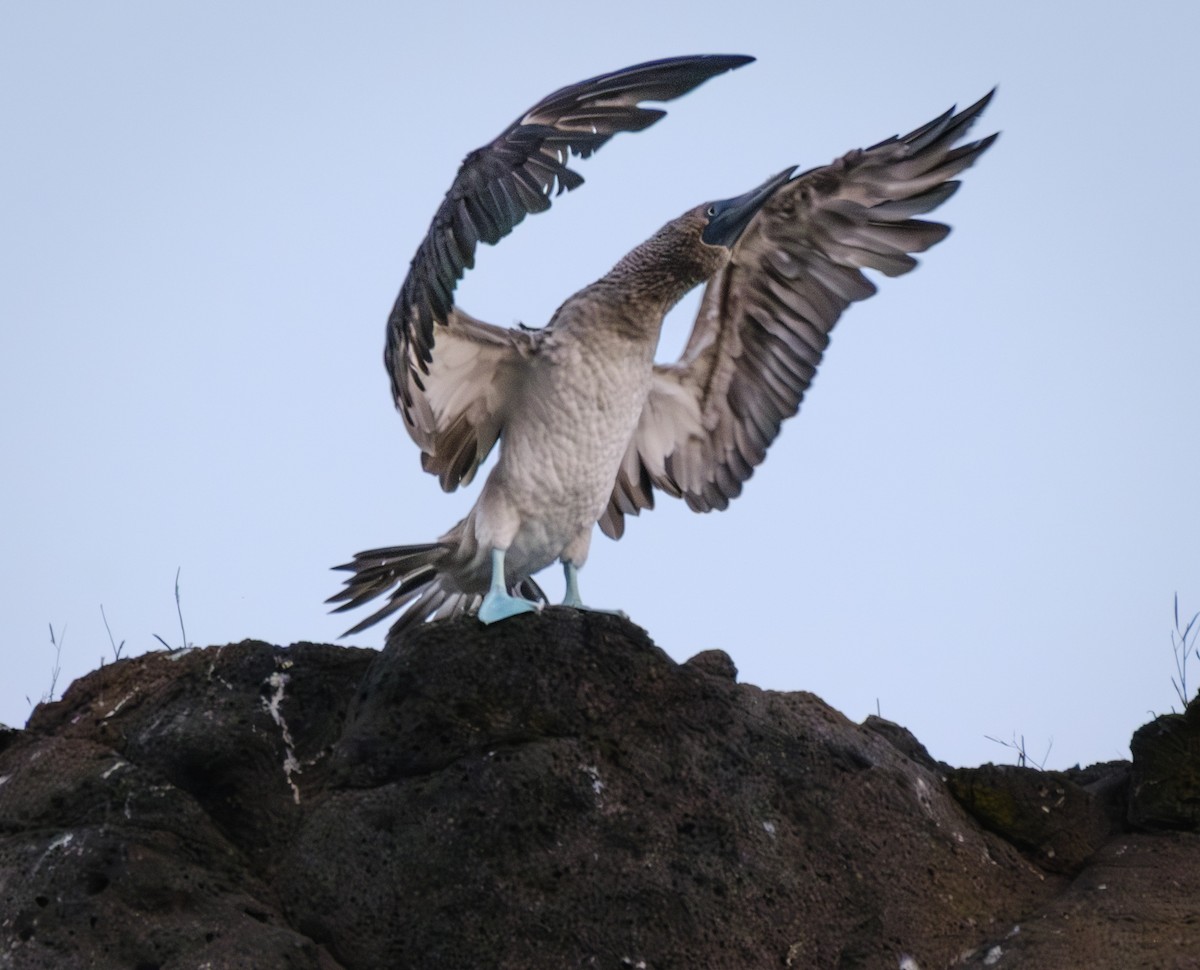 Сула блакитнонога - ML650091603