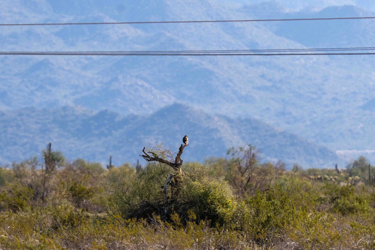 Red-tailed Hawk - ML650091634