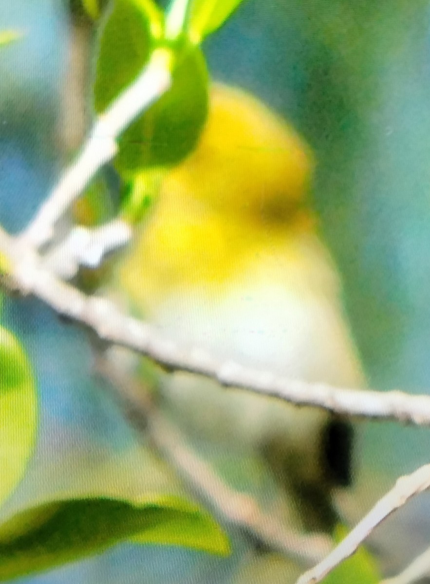 vireo sp. - ML650091637