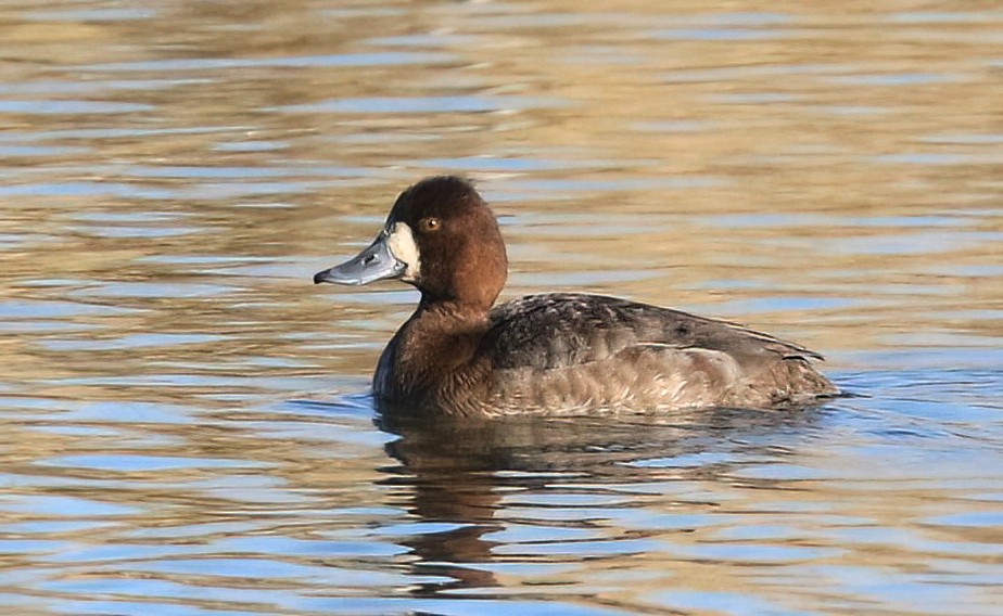 Lesser Scaup - ML650091638
