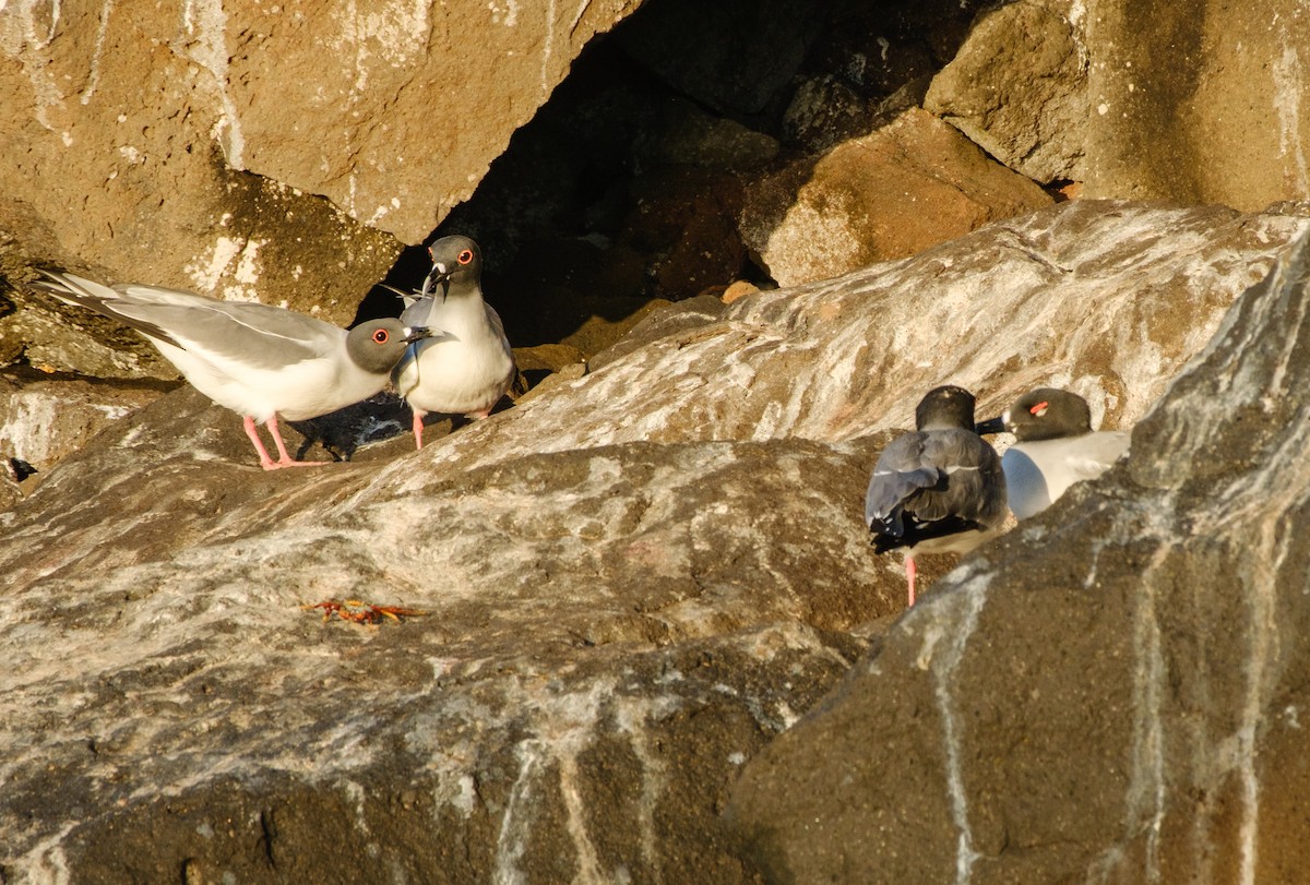 Мартин галапагоський - ML650091709