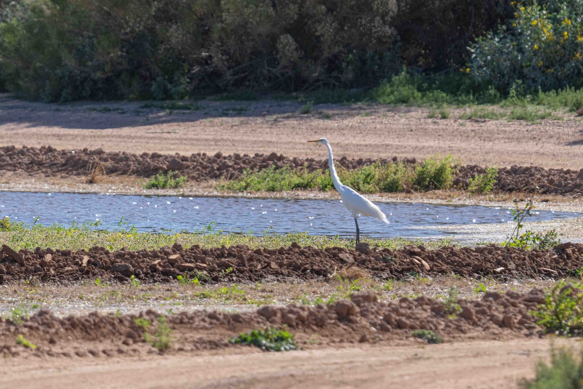 Great Egret - ML650091849