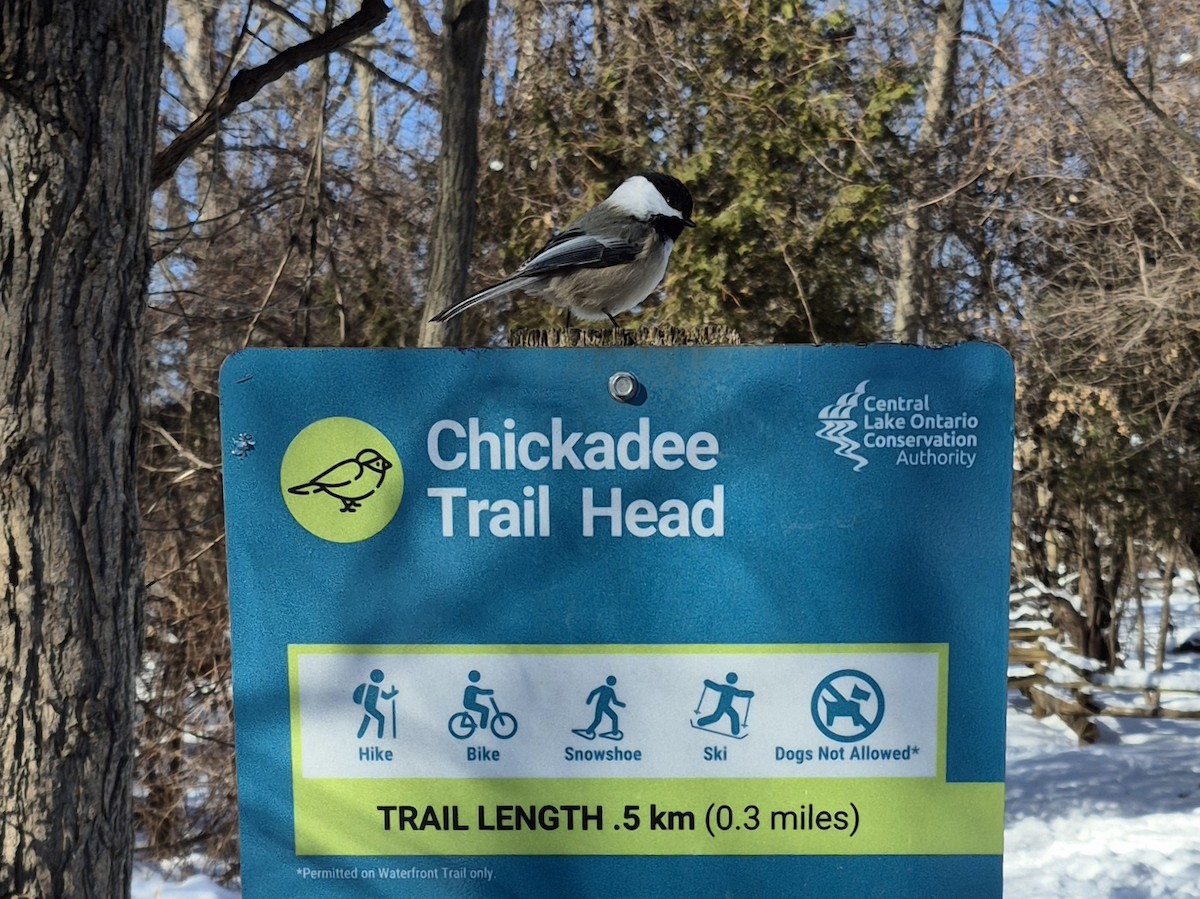 アメリカコガラ - ML650091880