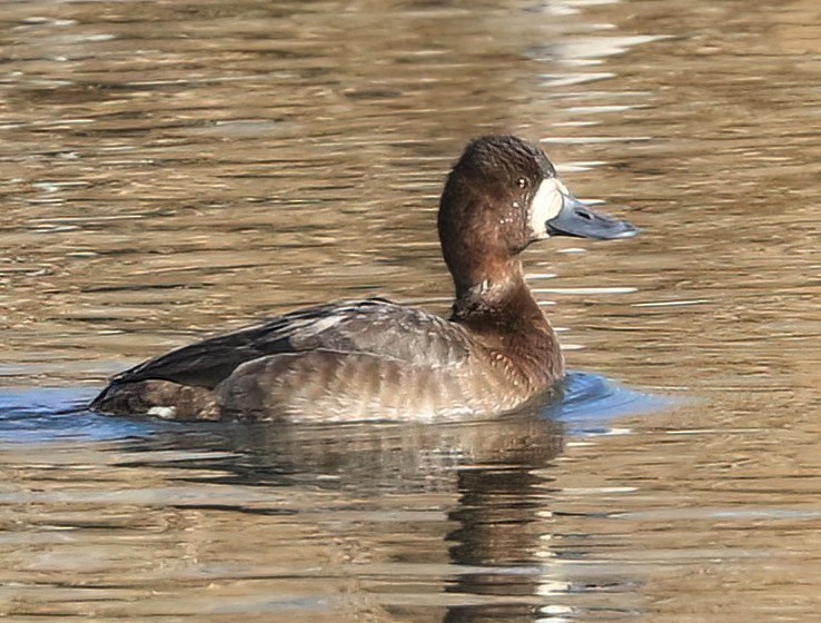 Lesser Scaup - ML650091882