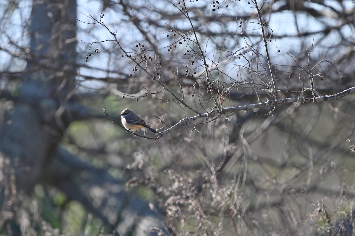 Vermilion Flycatcher - ML650091898