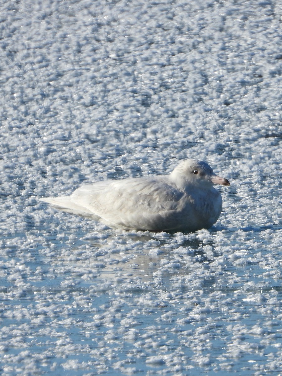 シロカモメ - ML650091979