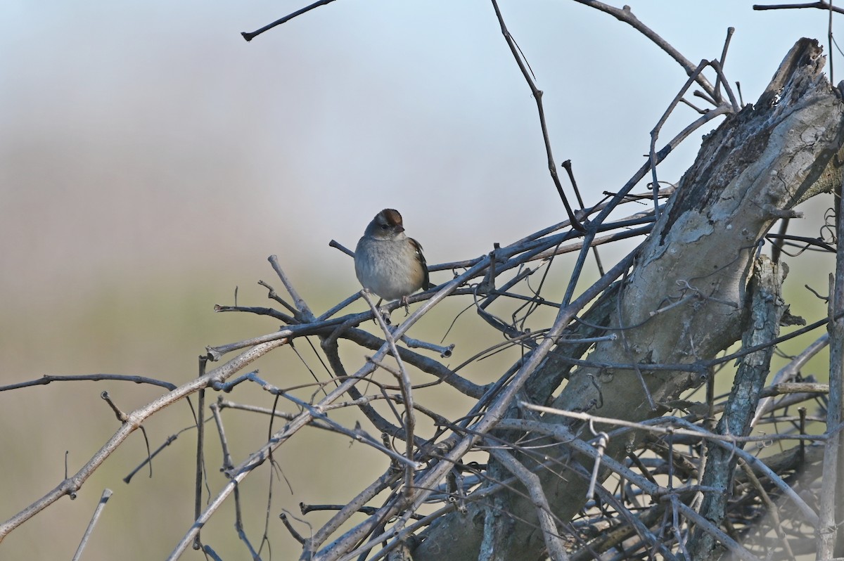 White-crowned Sparrow - ML650092003