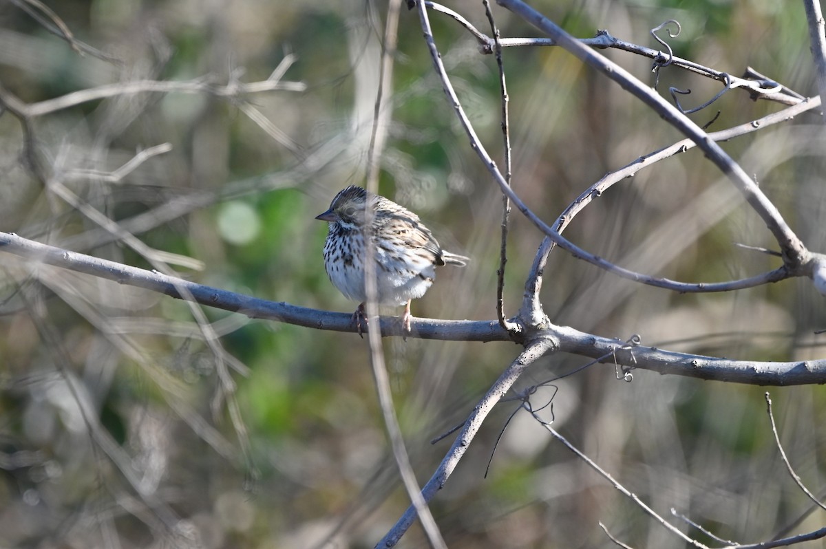 Savannah Sparrow - ML650092152