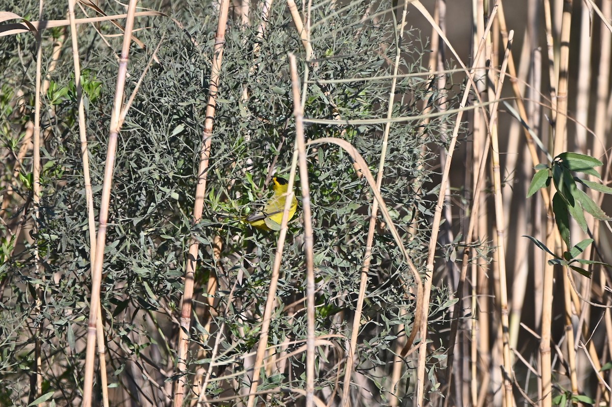 Wilson's Warbler - ML650092205