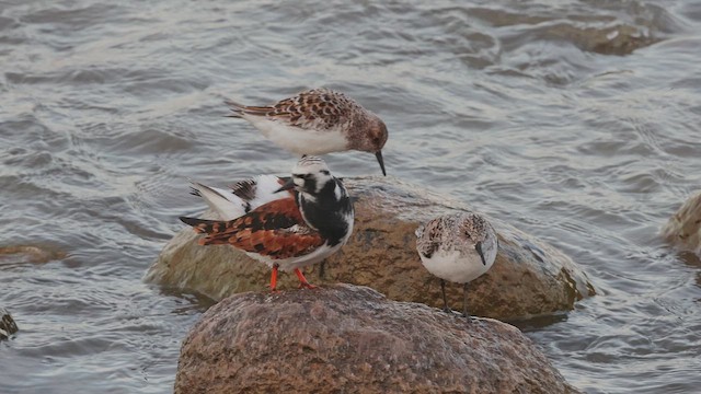 Taşçeviren - ML650092219