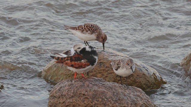 Taşçeviren - ML650092226