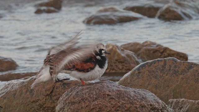 Taşçeviren - ML650092233