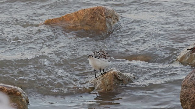 Ak Kumkuşu - ML650092260