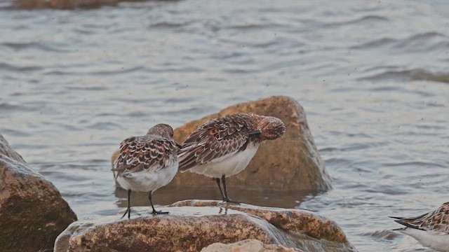 Ak Kumkuşu - ML650092274