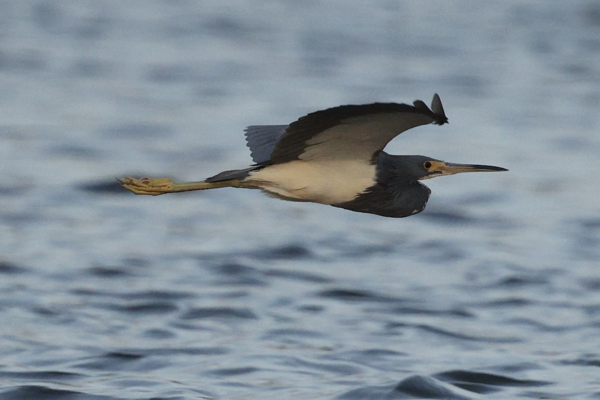 Tricolored Heron - ML650092289