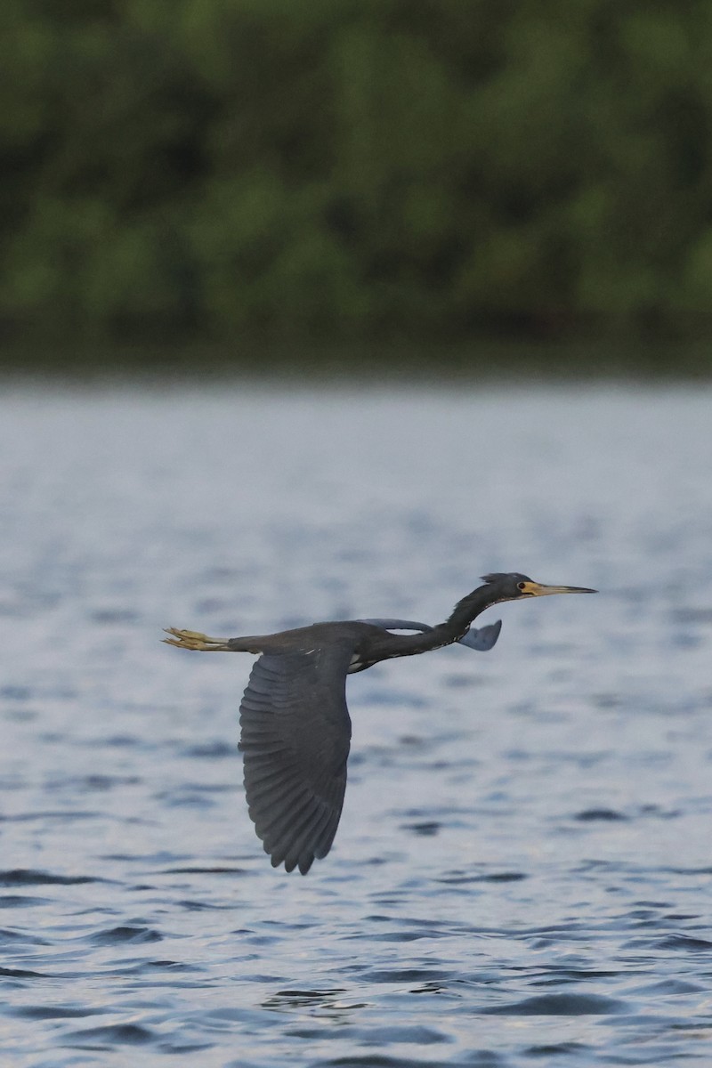 Tricolored Heron - ML650092290