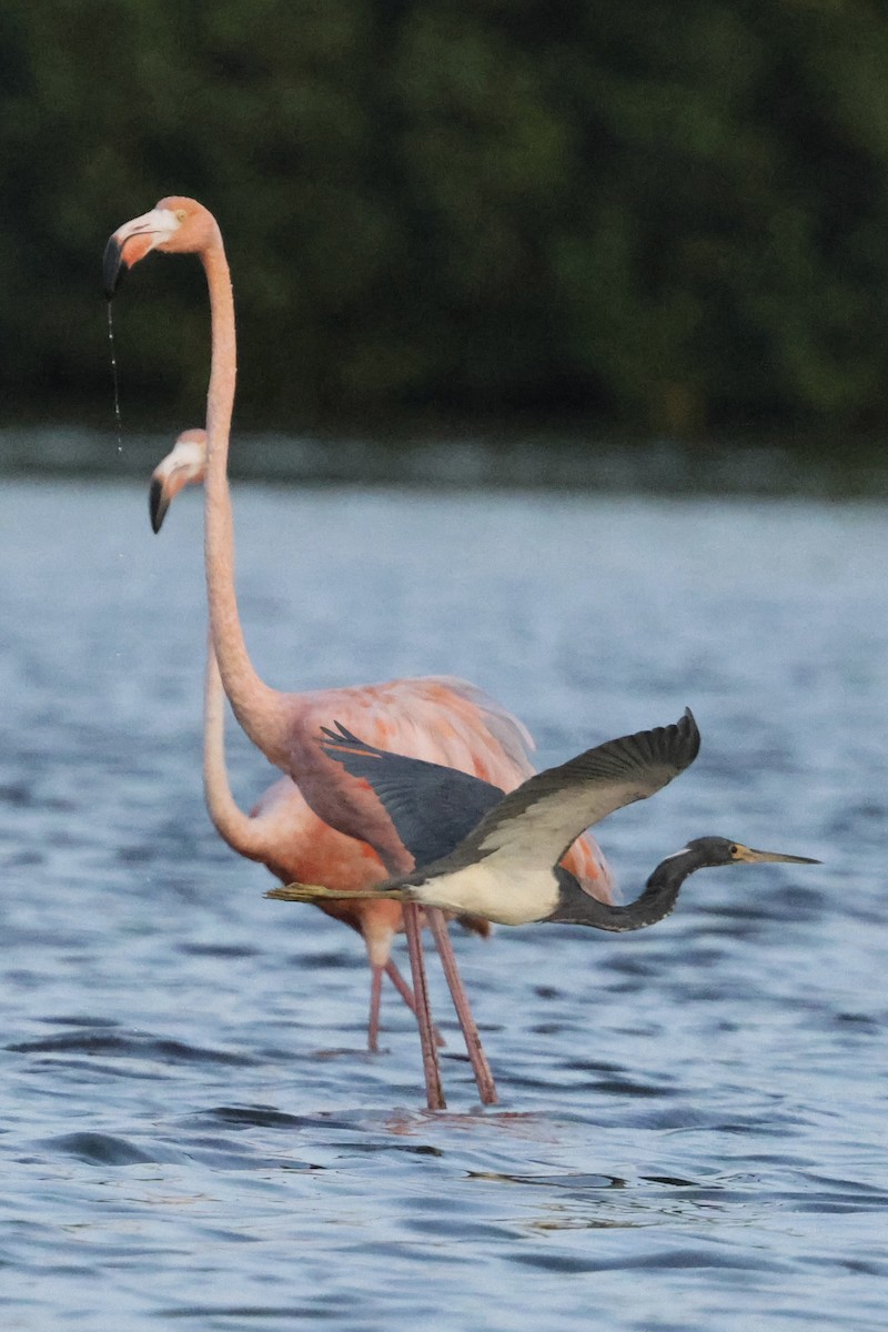 Tricolored Heron - ML650092291