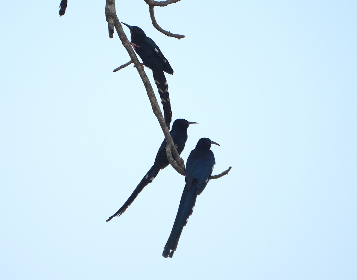 Green Woodhoopoe - ML650092312