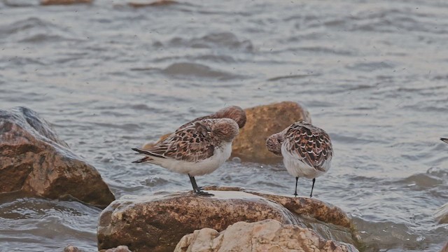 Ak Kumkuşu - ML650092320