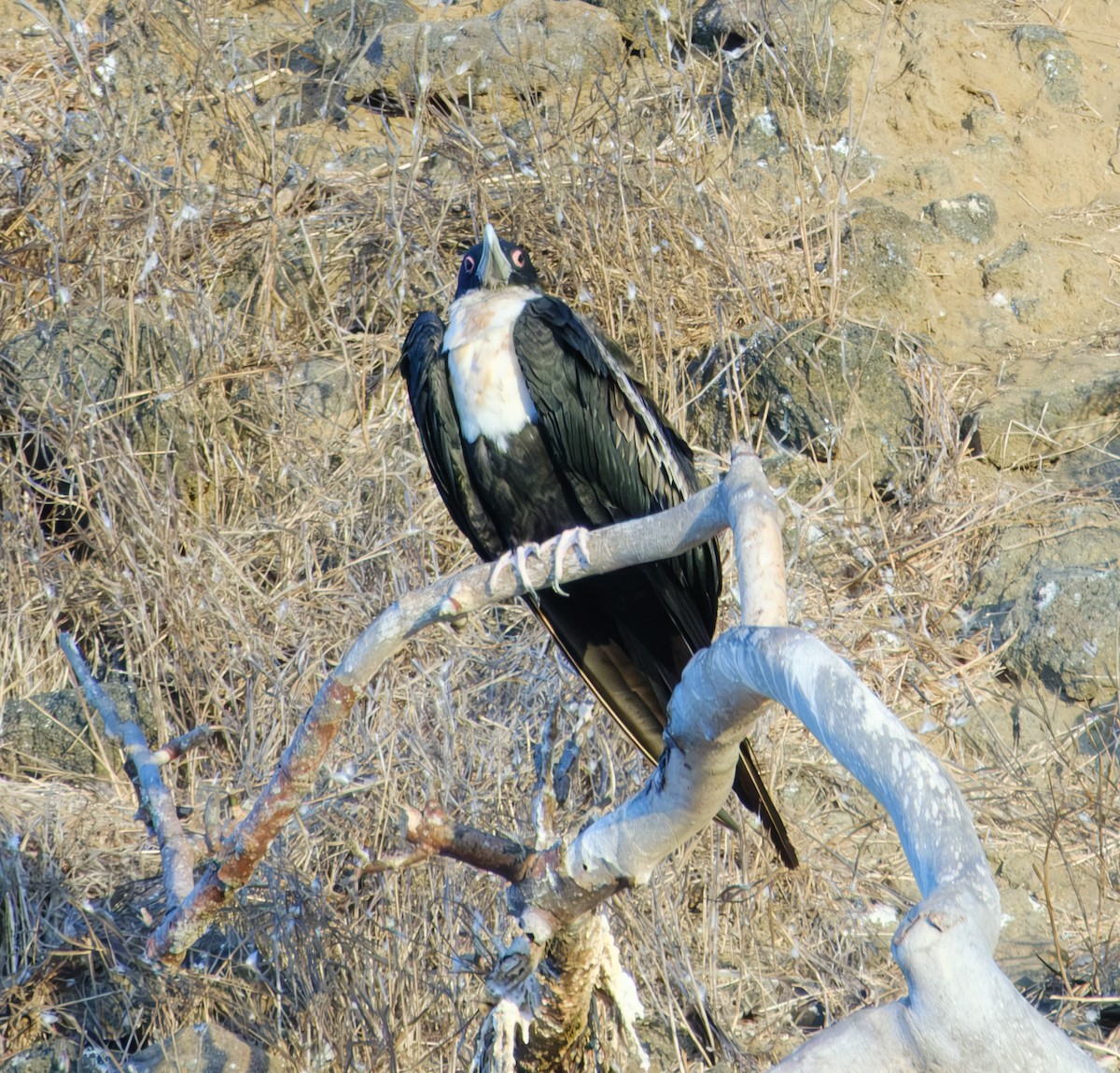 Фрегат тихоокеанський - ML650092339