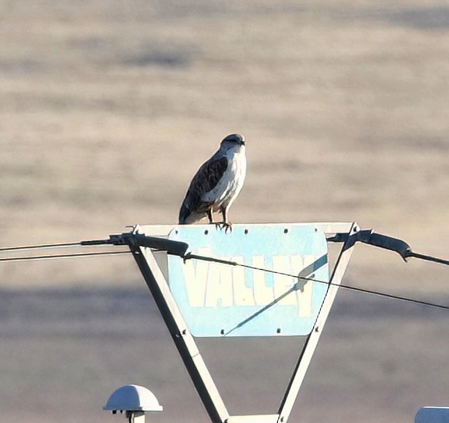 Ferruginous Hawk - ML650092415