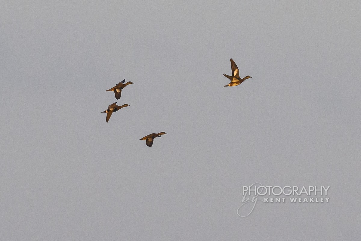American Wigeon - ML650092580