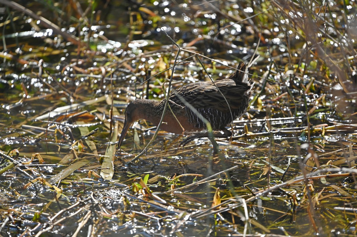 King Rail - ML650092707