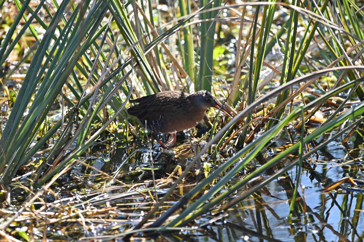 Virginia Rail - ML650092719