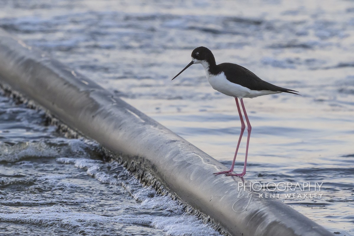 Black-necked Stilt (Hawaiian) - ML650092790