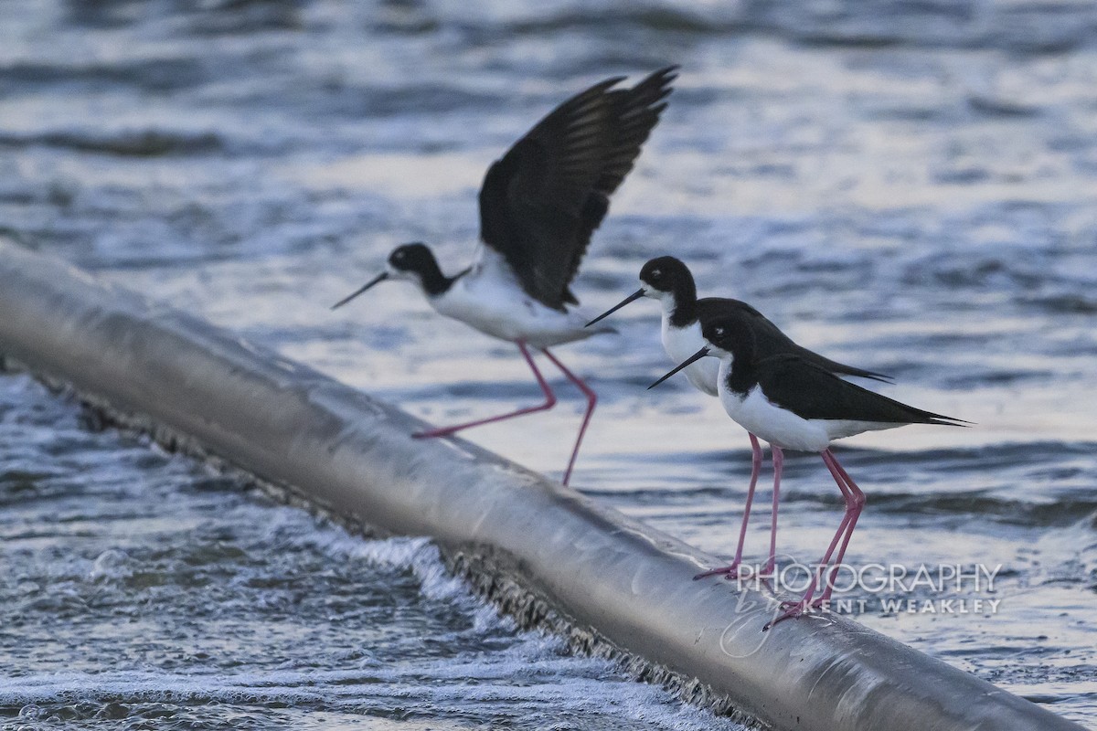 Black-necked Stilt (Hawaiian) - ML650092791