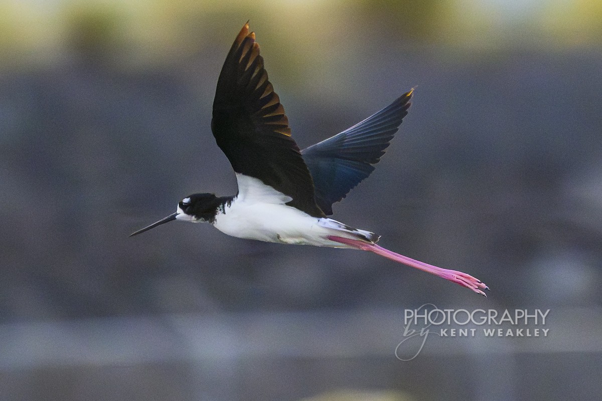 Black-necked Stilt (Hawaiian) - ML650092792