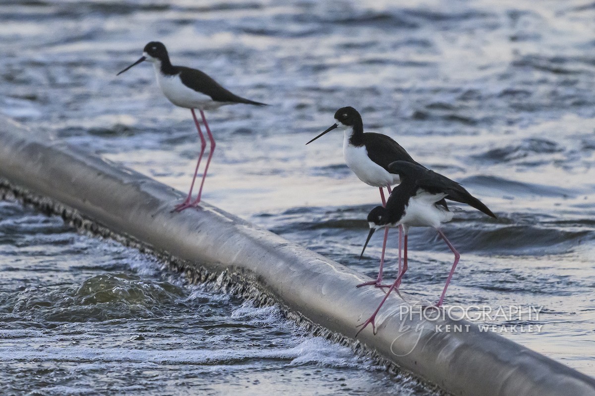 Black-necked Stilt (Hawaiian) - ML650092793