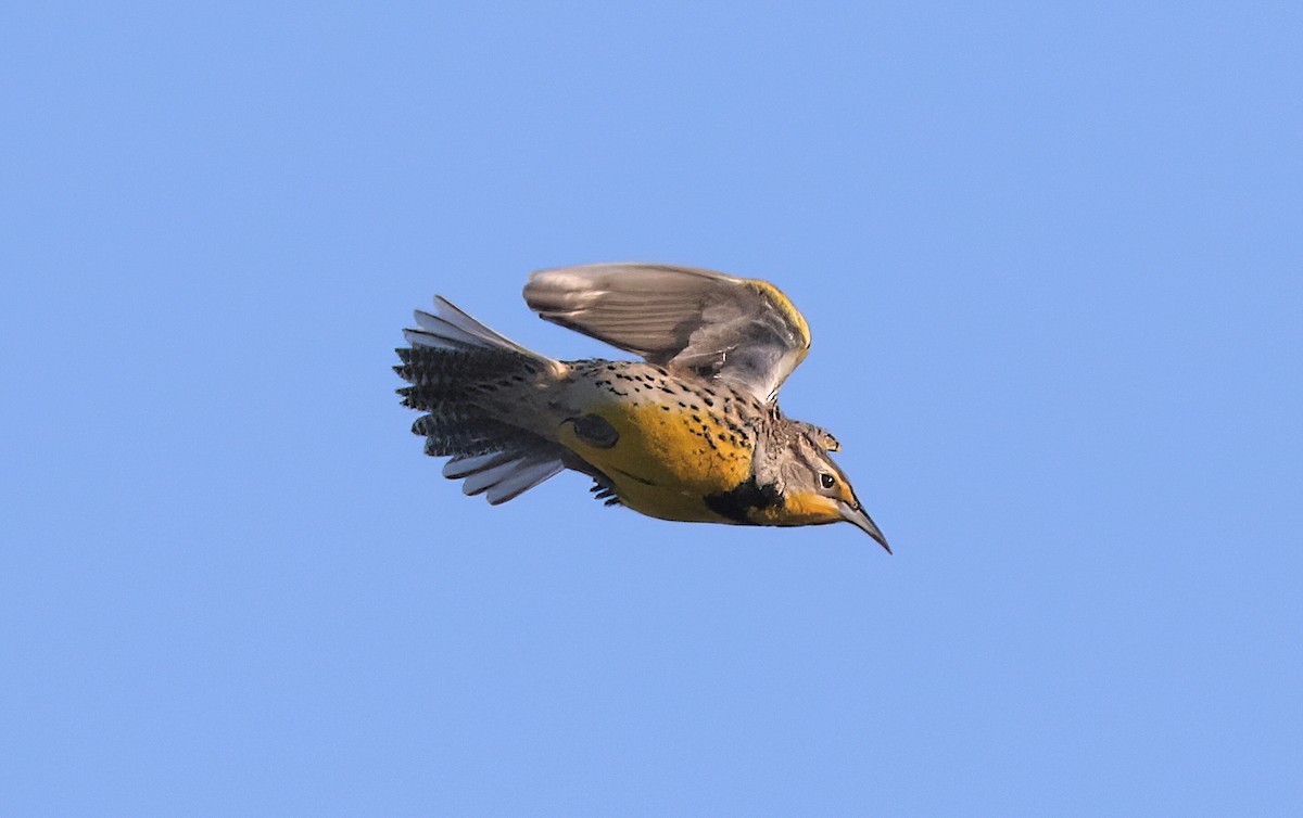 Western Meadowlark - ML650092820