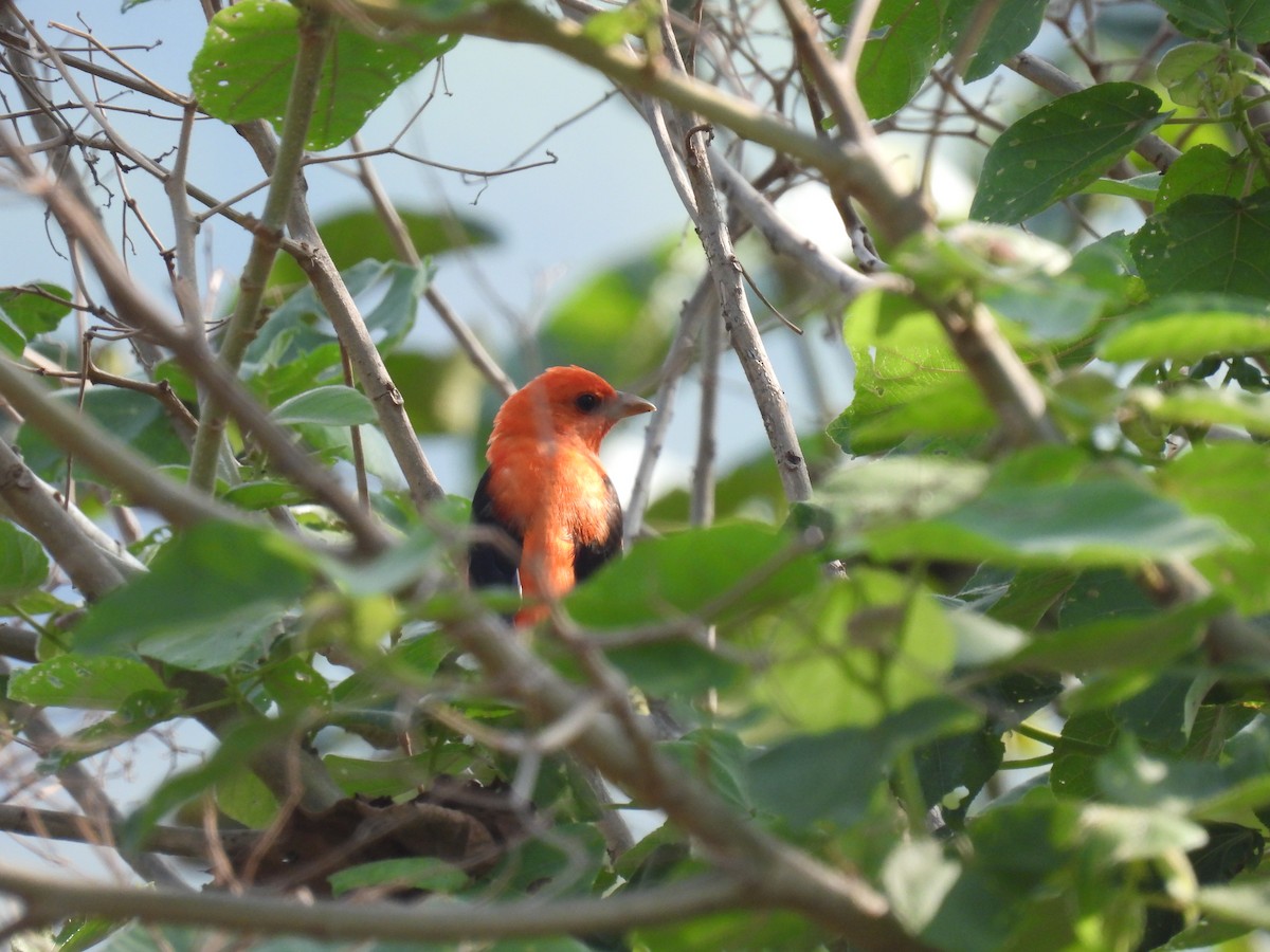 Scarlet Tanager - ML650093048