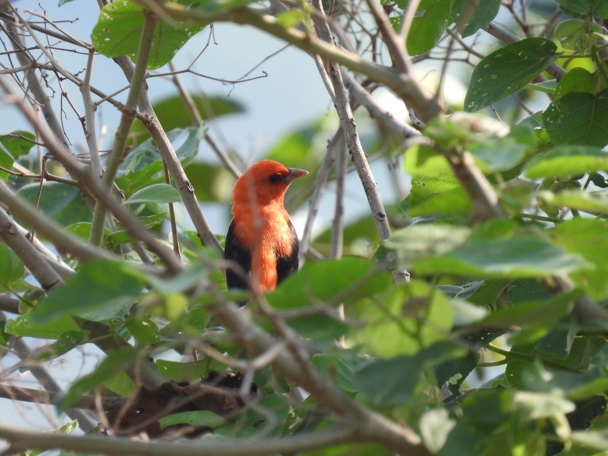 Scarlet Tanager - ML650093055