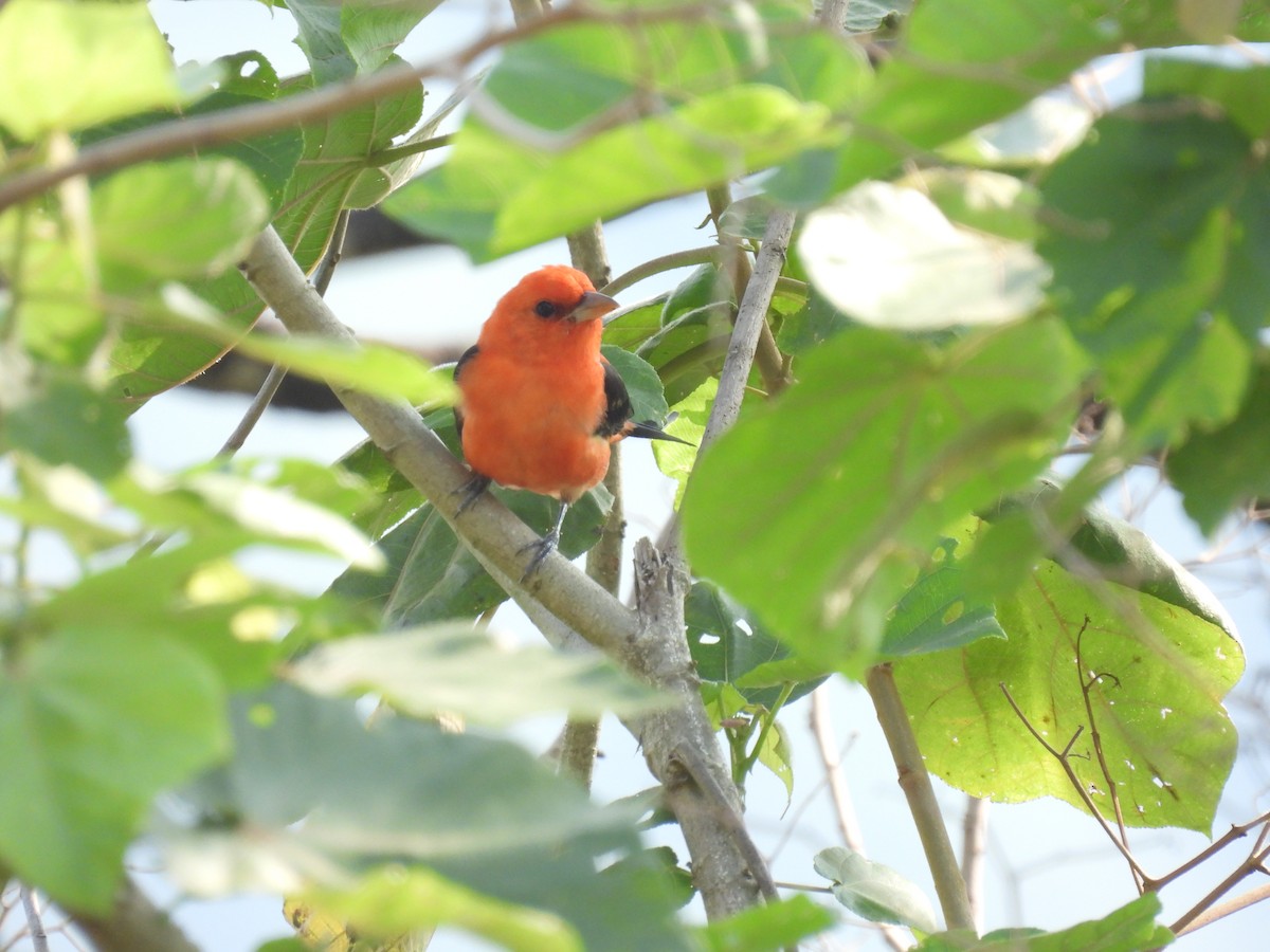 Scarlet Tanager - ML650093064