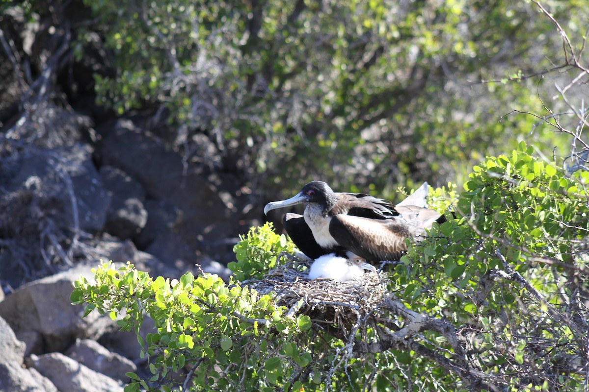 Фрегат тихоокеанський - ML650093070