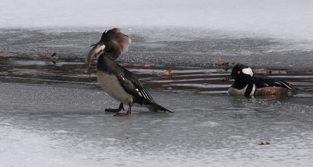 Hooded Merganser - ML650093222