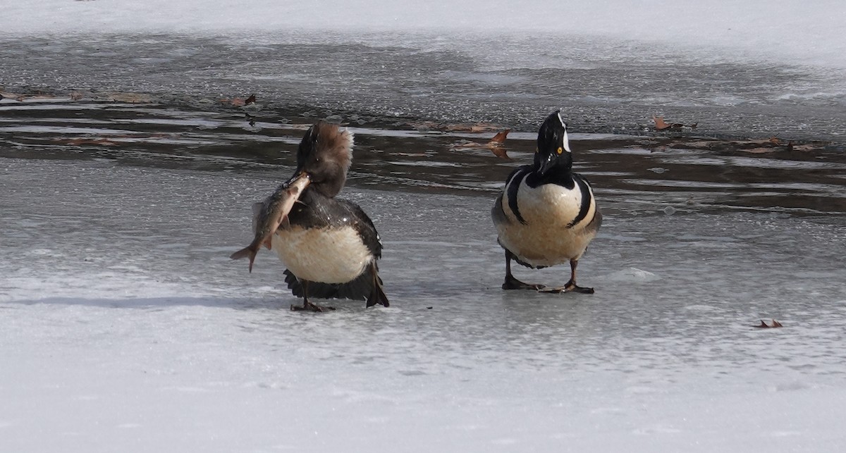 Hooded Merganser - ML650093230