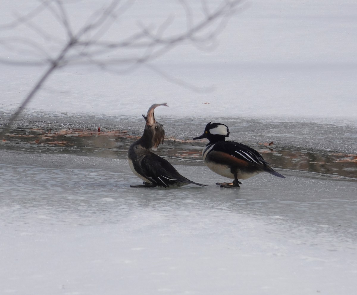 Hooded Merganser - ML650093330