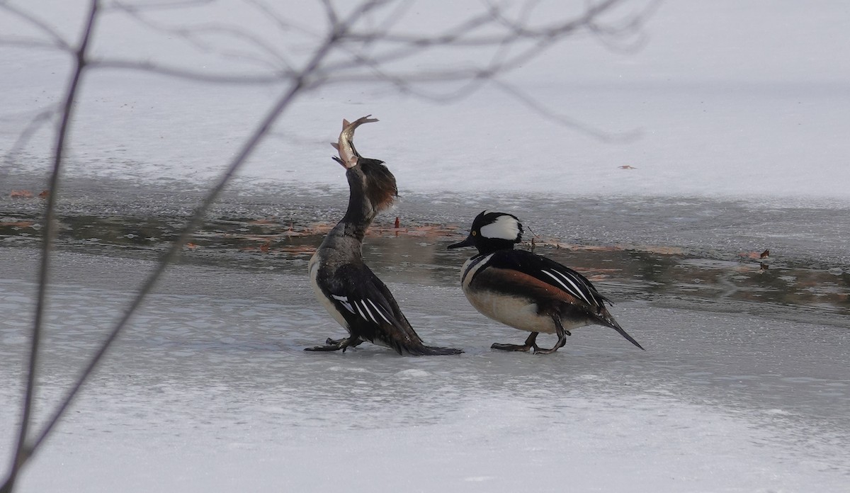 Hooded Merganser - ML650093337