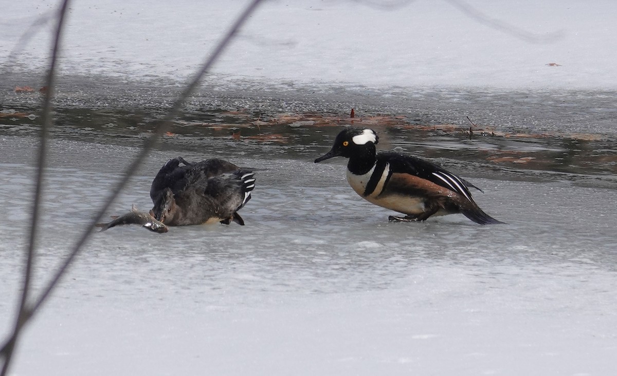 Hooded Merganser - ML650093352