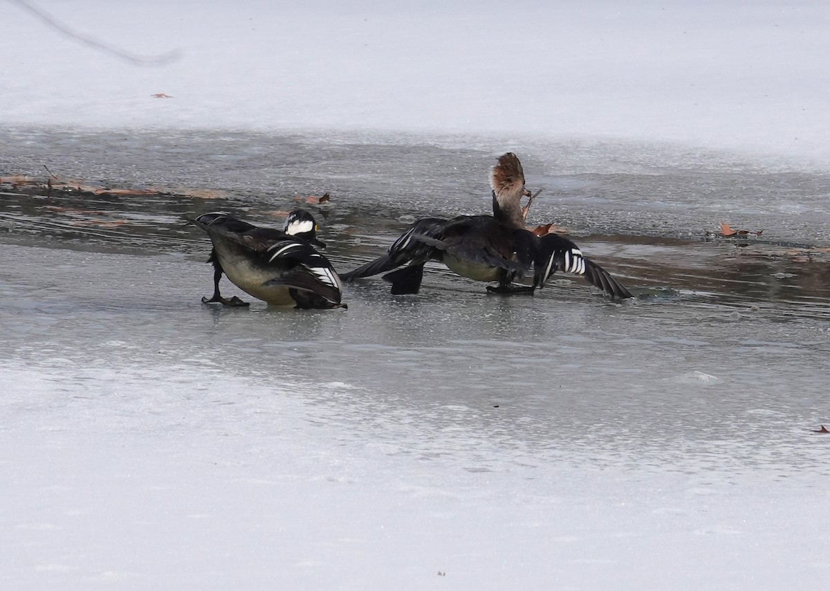 Hooded Merganser - ML650093378