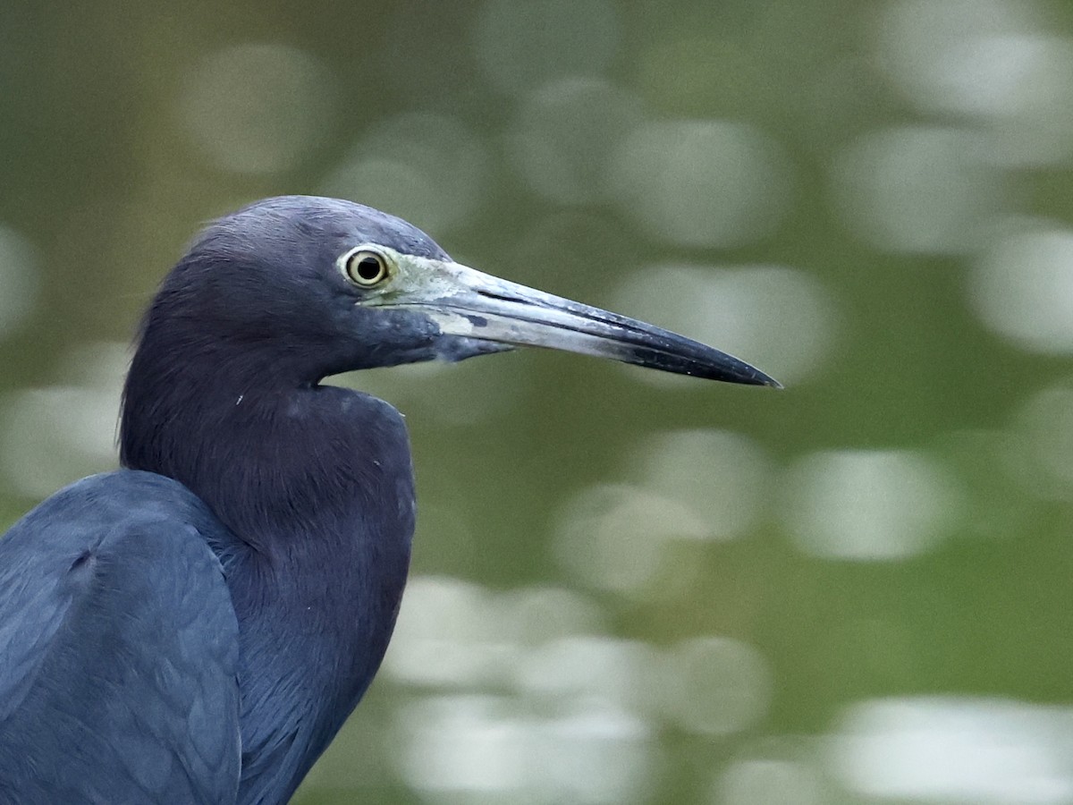 לבנית כחולה קטנה - ML650093382