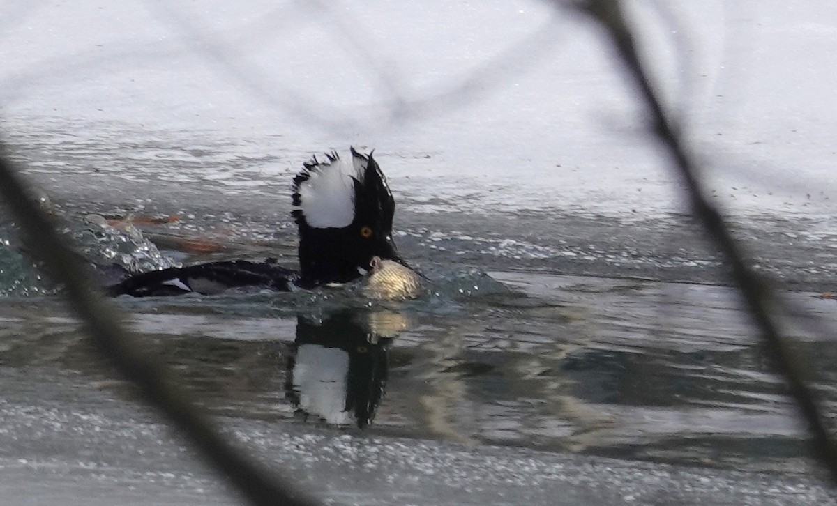 Hooded Merganser - ML650093390