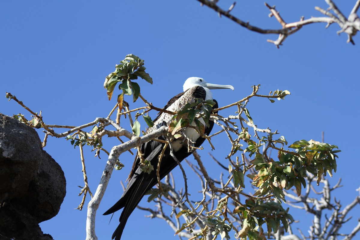 Фрегат карибський - ML650093583