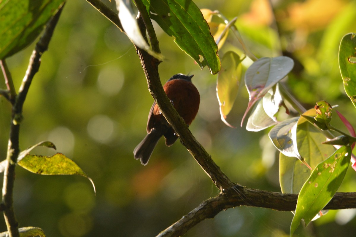 Chestnut-bellied Chat-Tyrant - ML650093876