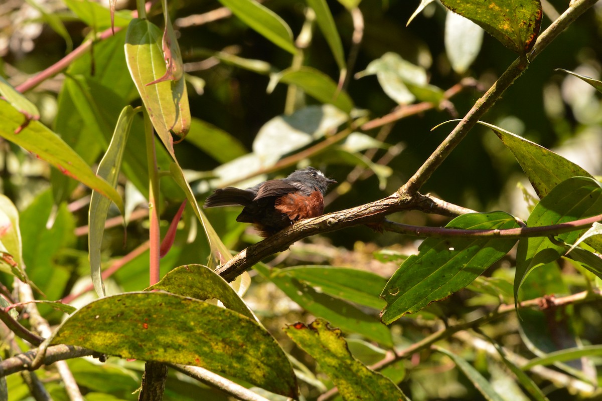 Chestnut-bellied Chat-Tyrant - ML650093920